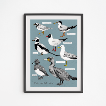 Baltic Birds Poster 50x70
